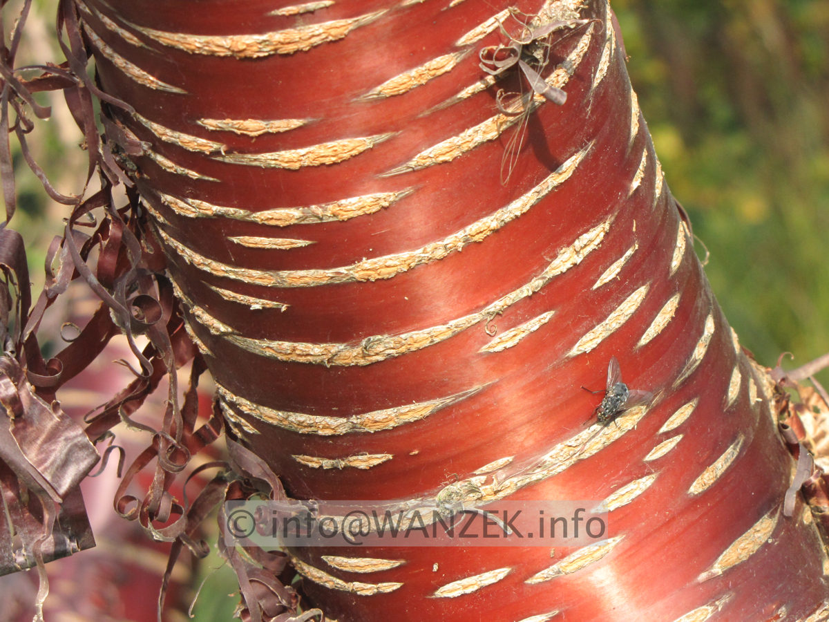 Prunus serrula 02 Rinde im Herbst.JPG